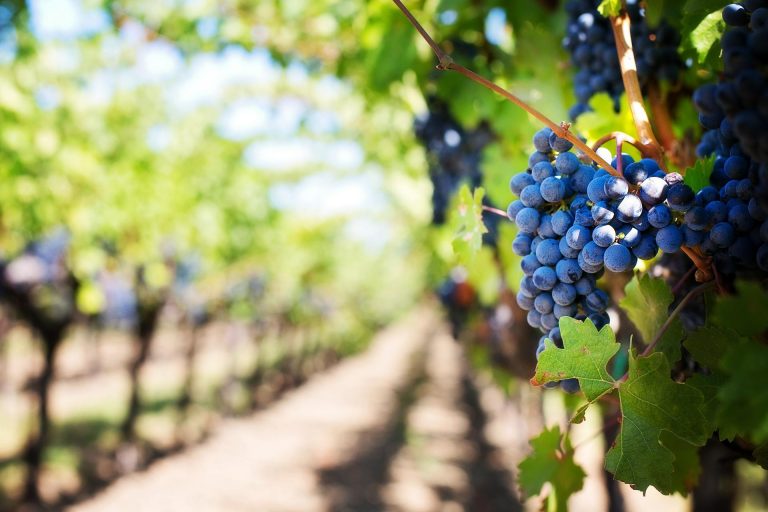 Weinanbau und Wein Qualität | dalma.de